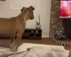 Puppy watching ‘The Lion King’ starts crying with Simba when Mufasa passes away