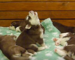 Puppy howls to wake siblings up – has internet in stitches when he sounds like Chewbacca