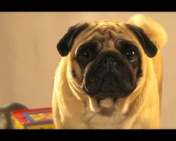 Queenie The Toy Critic Pug is Too Cute And Hilarious!!
