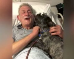 Rescue Dog Brings His Owner Out Of A Coma Three Days Early
