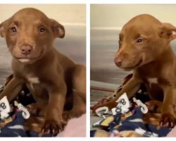 Rescued puppy cannot stop smiling now that she is safe
