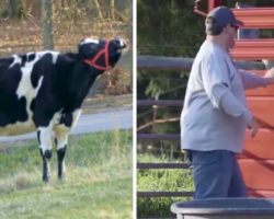 Rescued cow won’t stop crying until the farmer shows up and opens his trailer