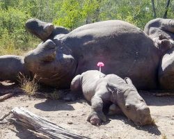 Rhino Calf Desperately Cried Out For Help After His Mom Was Killed By Poachers