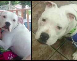 Woman Falls In Love With Pit Bull Online, But When She Picks Him Up She Realizes He’s Been Abused