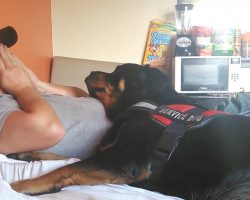 Rottweiler Is Trained To Love And Protect Those With PTSD