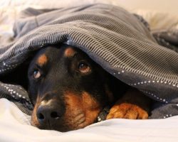 16 Reasons Rottweilers Are Not The Friendly Dogs Everyone Says They Are