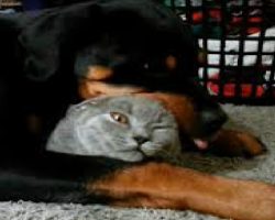 This Rottweiler LOVES His Kitty Friend. The Cat’s Reaction Is Priceless!
