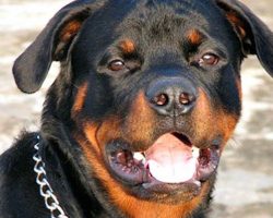 Adopted Rottweiler Saves Pregnant Woman Held At Knifepoint During Home Invasion