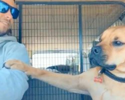 “Foster Fail” Dog Falls In Love With New Dad, Won’t Let Go Of His Arm On Ride Home