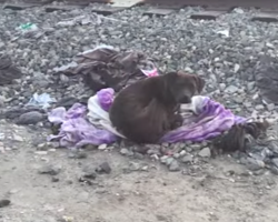Homeless pit bull sat in the same spot for 2 weeks. When they approached, they saw why…