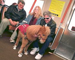 This Miniature Horse Wears Sneakers. Why? It’s Part Of His Job…