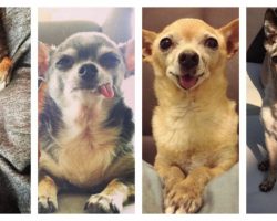 4 Senior Chihuahuas Are Given The Retirement They Deserve When They’re Suddenly Adopted