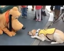Service Dog Meets Disney’s Pluto. His Reaction? Priceless.