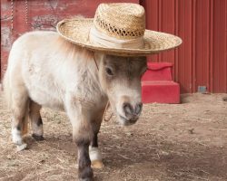 Miniature Horse Suffering From Dwarfism Becomes Internet Star
