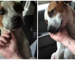 Shelter Dog Shows Tearful New Mom How Grateful He Is On ‘Freedom Ride’ Home