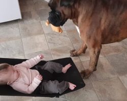 Silly Boxer Found A Way To Get Endless Laughs From His Human Baby Sister