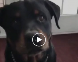 Dog Hilariously Shows How Smart They Are By Expressing His Likes & Dislikes. Too Funny!!