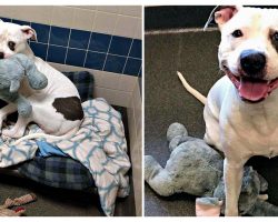 Dog Was Lonely In Shelter After House Fire, Until He Found Stuffed Elephant Best Friend