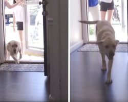 Guide Dog Gets So Excited When She Sees Her New Home