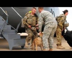 Army Soldier and His K-9 Companion Reunited After 4 Year Separation
