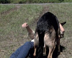 Stray Dog Rescues Car Accident Victim