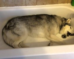 Stubborn Husky Throws Temper Tantrum in Bathtub, and it’s Hilarious!