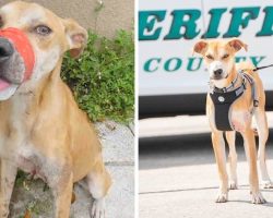 Severely Abused Dog Gets Second Chance At Life, Now Fights Crime As A “Deputy”