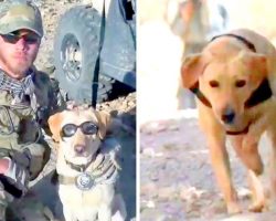 Terrorists Put Bounty On Military Dog’s Head, Now A Woman Races To Bring Her Home
