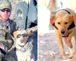 Terrorists Put Bounty On Military Dog’s Head, Now A Woman Races To Bring Her Home