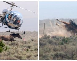 Terrified Wild Horses Are Being Chased By Helicopters That Hover Just Above Their Heads