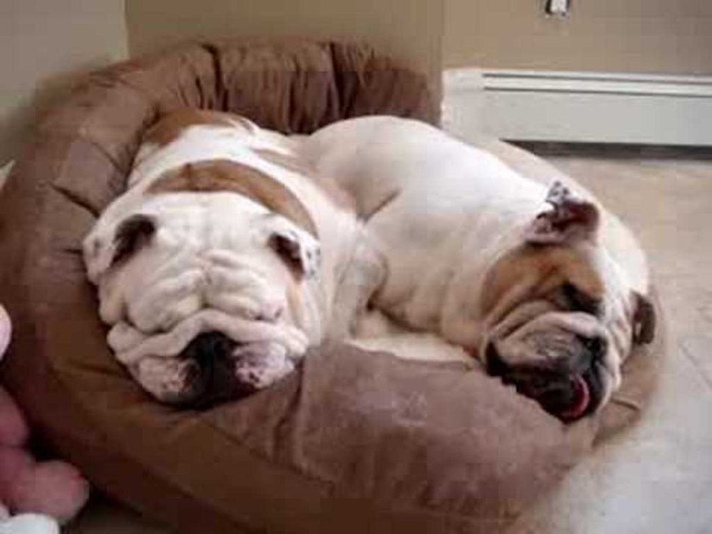 The Snoring Bulldogs [ADORABLE]