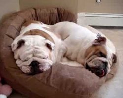 The Snoring Bulldogs [ADORABLE]