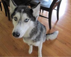 They Told This Husky Puppy To Talk. Her Response? Brilliant!