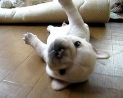 This adorable French Bulldog puppy is working hard!
