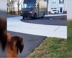 Dog Impatiently Waits For UPS Driver, Watch When Truck Comes Around The Corner