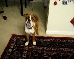 This Boxer Is Scared Of His Own Farts And It’s Hilarious!!!