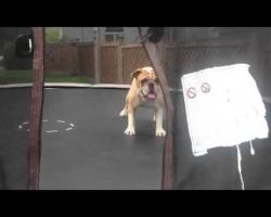 This Bulldog Is Having a Blast Flipping and Jumping on the Trampoline!!