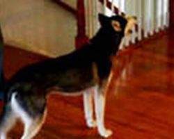 This Clever Dog Is Asked If She’s Stupid. Her Reply? Hysterical!