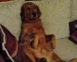 This Golden Retriever Couch Potato Has No Plans On Leaving The Couch Today