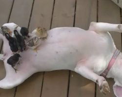 This Is What Happens When A Pit Bull Raises Baby Chicks