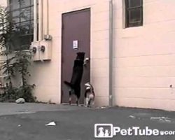 Three-Legged Dog Comes to the Rescue