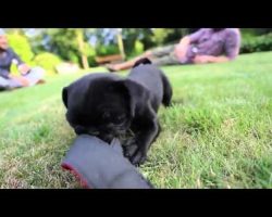 Three Minutes Of Pure Pug Happiness! Can You Handle The Cuteness?