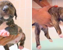 Pit Bull Pup Scared To Go Near Water, But Then Dad Gently Places Him For A Swim