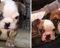 “Mini” bulldog was so tiny she almost didn’t make it. Now she’s unstoppable