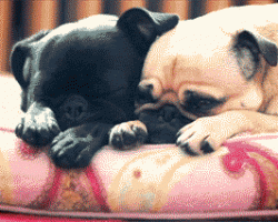 15 Facts You Probably Didn’t Know About Pugs