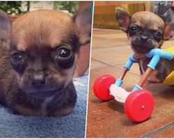 Breeder Dumped Him For Having 2 Legs But His New Mom Swears He Has Super Powers