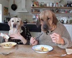 Can’t Stop Laughing Watching These Two Dogs Dining In a Busy Restaurant!