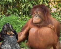 Everyone on the planet should see this 1 minute animal video