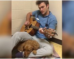 Dog Is Nervous Before Surgery, So Vet Sings Her A Song To Help Ease Her Anxiety
