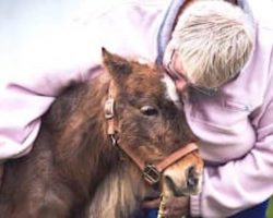 Rescued Miniature Horse Brings Big Smiles As A Therapy Animal